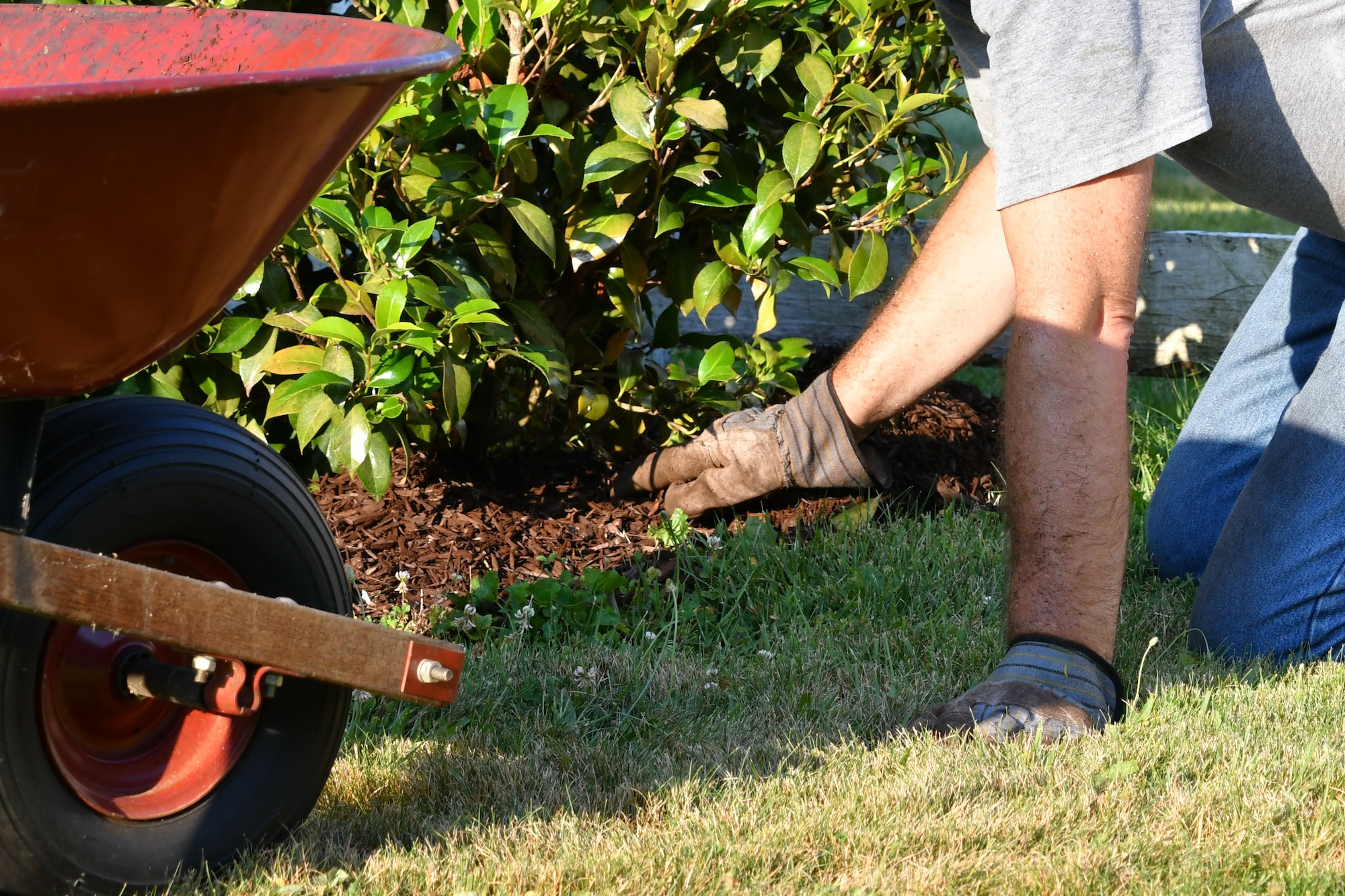 Man doing yard work chores by spreading mulch around landscape bushes from a wheelbarrow
